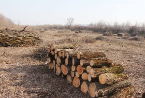 10644295_1131530750210593_3770543547038682977_o